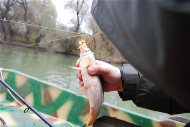 Pescuit - untitled.bmp